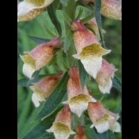 Digitale - Digitalis Laevigata (14)